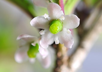 ウメモドキ（うめもどき・梅擬）の雌花・Female flower of Ilex serrata