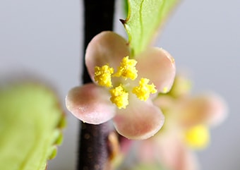 ウメモドキ（うめもどき・梅擬）の雄花・Male flower of Ilex serrata