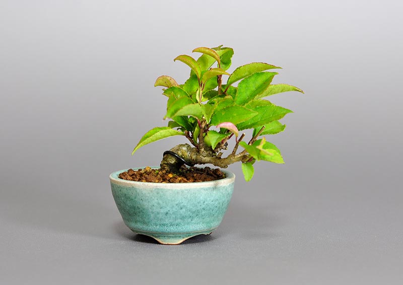 ウメモドキ-V1（うめもどき・梅擬）豆盆栽の販売と育て方・作り方・Ilex serrata bonsai photo