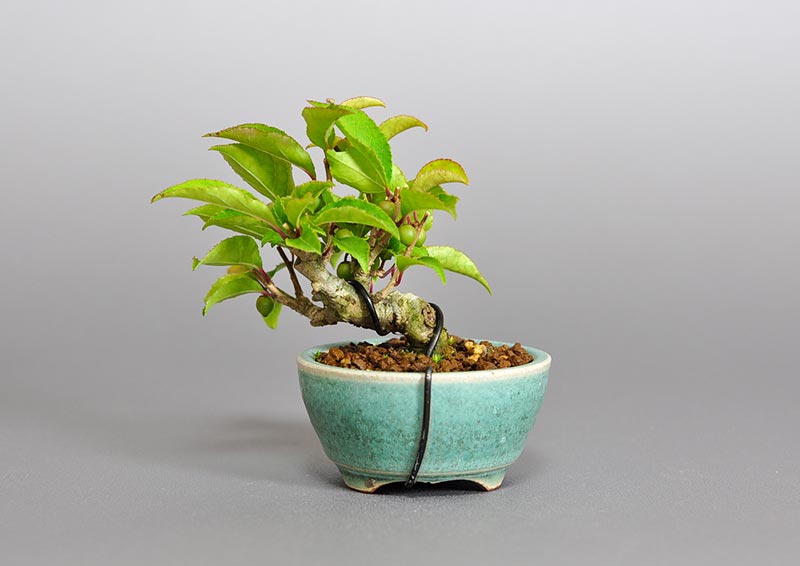 ウメモドキ-V1（うめもどき・梅擬）実もの盆栽を裏側から見た景色・Ilex serrata bonsai photo