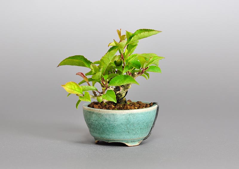 ウメモドキ-V1（うめもどき・梅擬）実もの盆栽を右側から見た景色・Ilex serrata bonsai photo