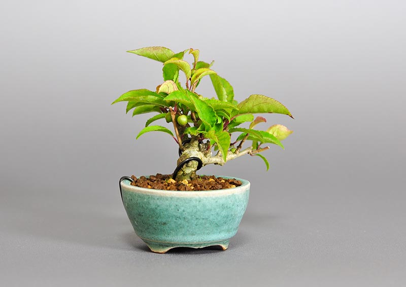 ウメモドキ-V1（うめもどき・梅擬）実もの盆栽を左側から見た景色・Ilex serrata bonsai photo