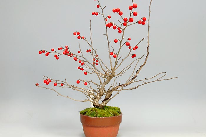 ウメモドキ-W-1（うめもどき・梅擬）実もの盆栽の販売と育て方・作り方・Ilex serrata bonsai