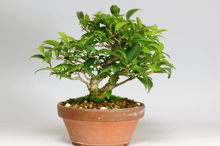 ウメモドキ-W（うめもどき・梅擬）実もの盆栽の販売と育て方・作り方・Ilex serrata bonsai
