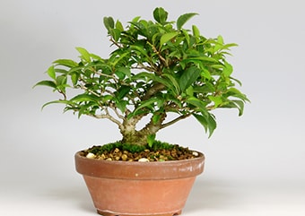 ウメモドキ-W（うめもどき・梅擬）盆栽の樹作りの参考樹形・Ilex serrata Best bonsai
