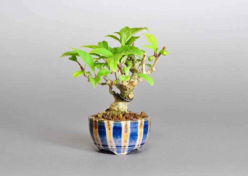ウメモドキ-W1（うめもどき・梅擬）豆盆栽の販売と育て方・作り方・Ilex serrata bonsai photo