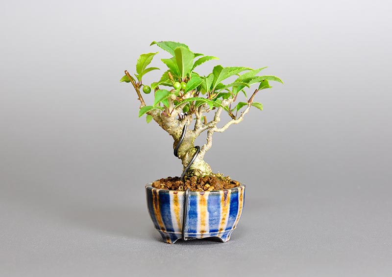 ウメモドキ-W1（うめもどき・梅擬）実もの盆栽を裏側から見た景色・Ilex serrata bonsai photo