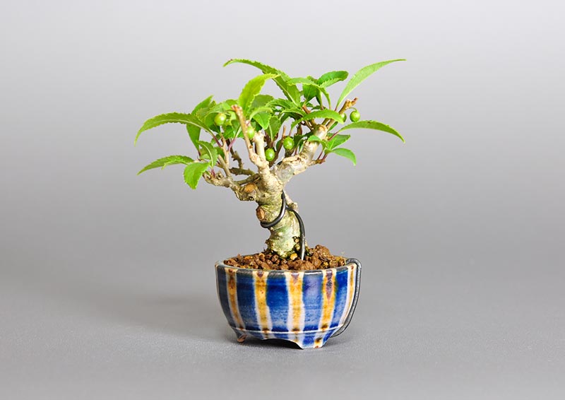 ウメモドキ-W1（うめもどき・梅擬）実もの盆栽を右側から見た景色・Ilex serrata bonsai photo