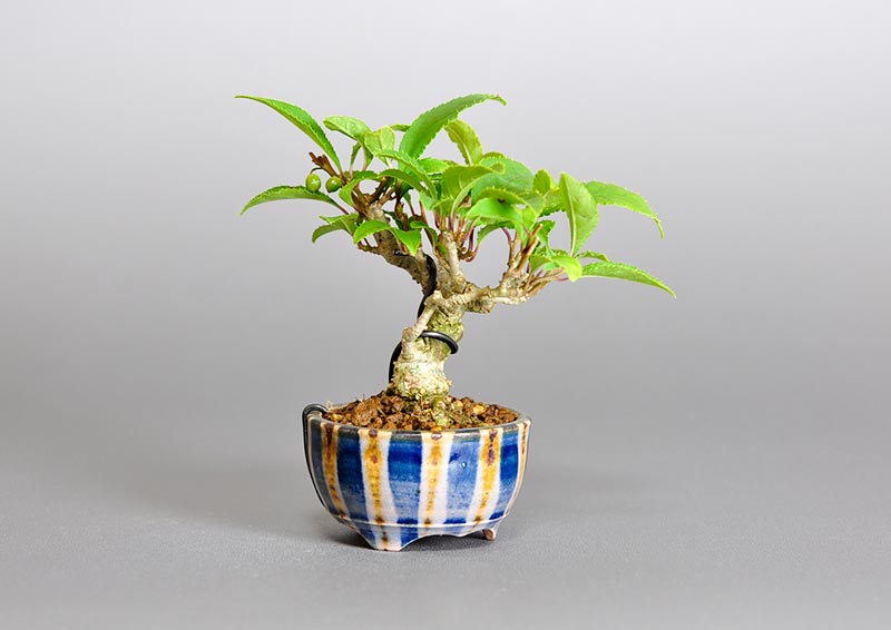 ウメモドキ-W1（うめもどき・梅擬）実もの盆栽を左側から見た景色・Ilex serrata bonsai photo