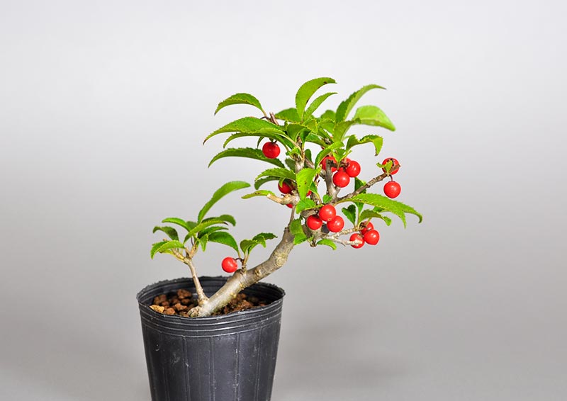ウメモドキ-X1（うめもどき・梅擬）実もの盆栽の販売と育て方・作り方・Ilex serrata bonsai