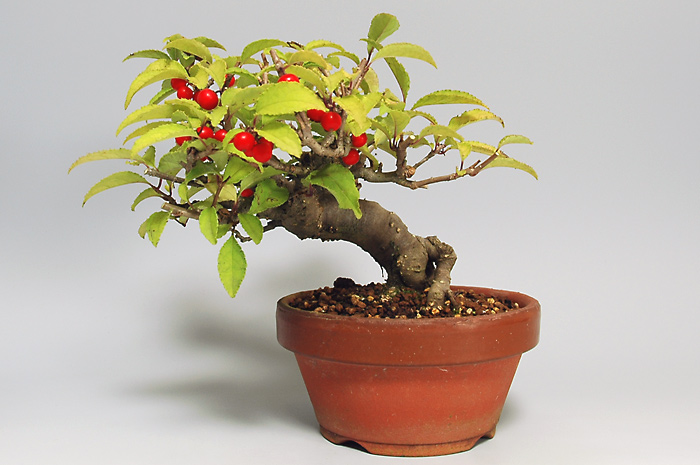 ウメモドキY-1（うめもどき・梅擬）実もの盆栽の販売と育て方・作り方・Ilex serrata bonsai photo