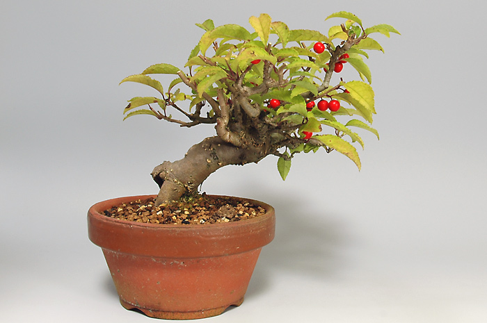 ウメモドキY-1（うめもどき・梅擬）実もの盆栽を裏側から見た景色・Ilex serrata bonsai photo