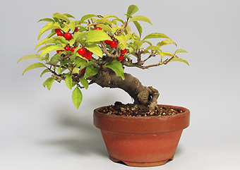 ウメモドキY（うめもどき・梅擬）実もの盆栽の成長記録-1・Ilex serrata bonsai photo