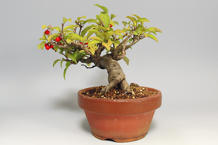 ウメモドキY-1（うめもどき・梅擬）実もの盆栽を右側から見た景色・Ilex serrata bonsai photo
