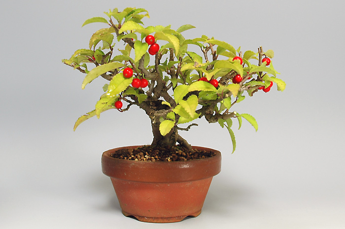 ウメモドキY-1（うめもどき・梅擬）実もの盆栽を左側から見た景色・Ilex serrata bonsai photo