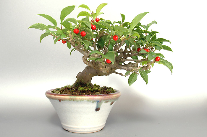 ウメモドキY-2（うめもどき・梅擬）実もの盆栽の販売と育て方・作り方・Ilex serrata bonsai photo