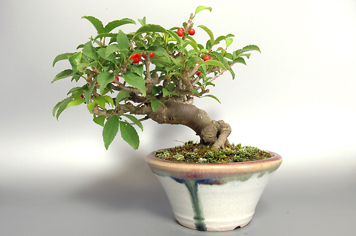 ウメモドキY-2（うめもどき・梅擬）実もの盆栽を裏側から見た景色・Ilex serrata bonsai photo