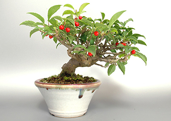 ウメモドキY（うめもどき・梅擬）実もの盆栽の成長記録-2・Ilex serrata bonsai photo