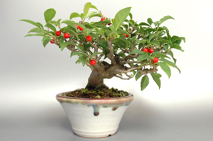 ウメモドキY-2（うめもどき・梅擬）実もの盆栽を右側から見た景色・Ilex serrata bonsai photo