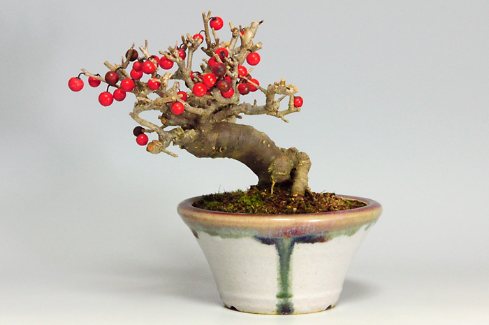 ウメモドキY-3（うめもどき・梅擬）実もの盆栽の販売と育て方・作り方・Ilex serrata bonsai photo