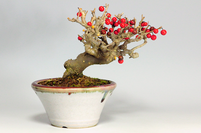 ウメモドキY-3（うめもどき・梅擬）実もの盆栽を裏側から見た景色・Ilex serrata bonsai photo