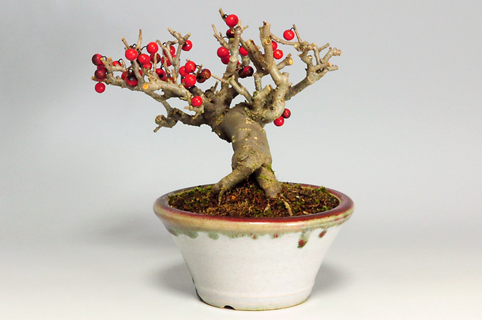 ウメモドキY-3（うめもどき・梅擬）実もの盆栽を右側から見た景色・Ilex serrata bonsai photo