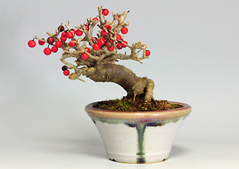 ウメモドキY（うめもどき・梅擬）実もの盆栽の成長記録-3・Ilex serrata bonsai photo