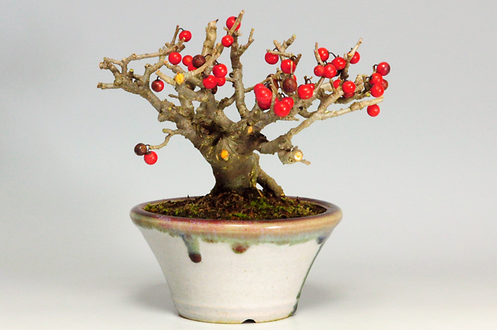 ウメモドキY-3（うめもどき・梅擬）実もの盆栽を左側から見た景色・Ilex serrata bonsai photo