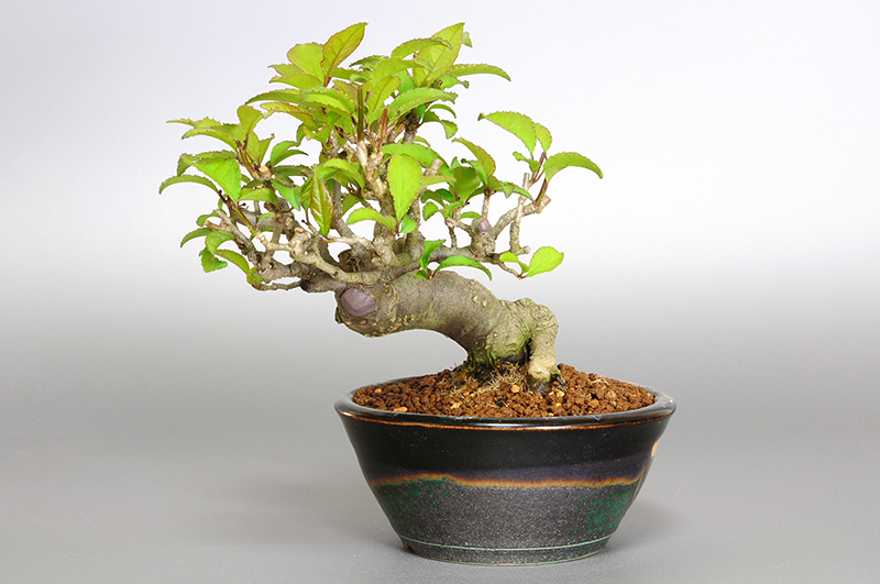 ウメモドキY-4（うめもどき・梅擬）実もの盆栽の販売と育て方・作り方・Ilex serrata bonsai photo