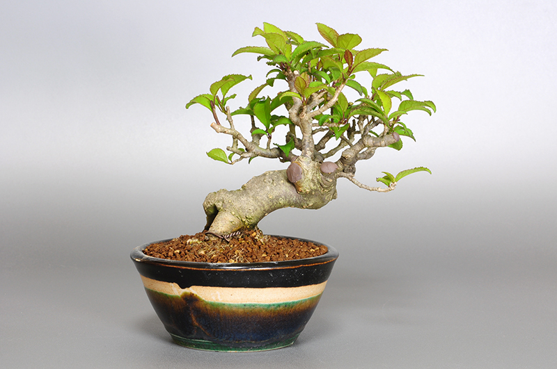 ウメモドキY-4（うめもどき・梅擬）実もの盆栽を裏側から見た景色・Ilex serrata bonsai photo