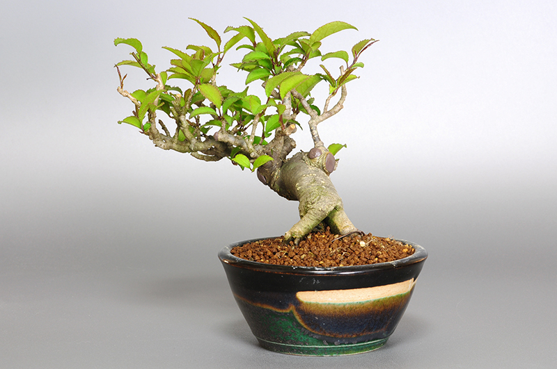 ウメモドキY-4（うめもどき・梅擬）実もの盆栽を右側から見た景色・Ilex serrata bonsai photo