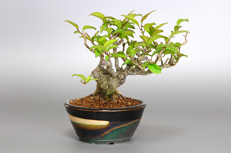ウメモドキY-4（うめもどき・梅擬）実もの盆栽を左側から見た景色・Ilex serrata bonsai photo