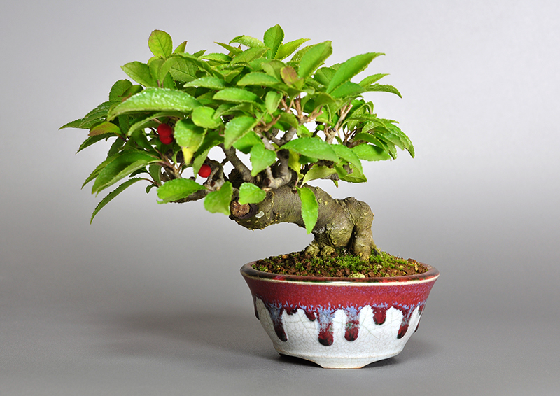 ウメモドキY-5（うめもどき・梅擬）実もの盆栽の販売と育て方・作り方・Ilex serrata bonsai photo