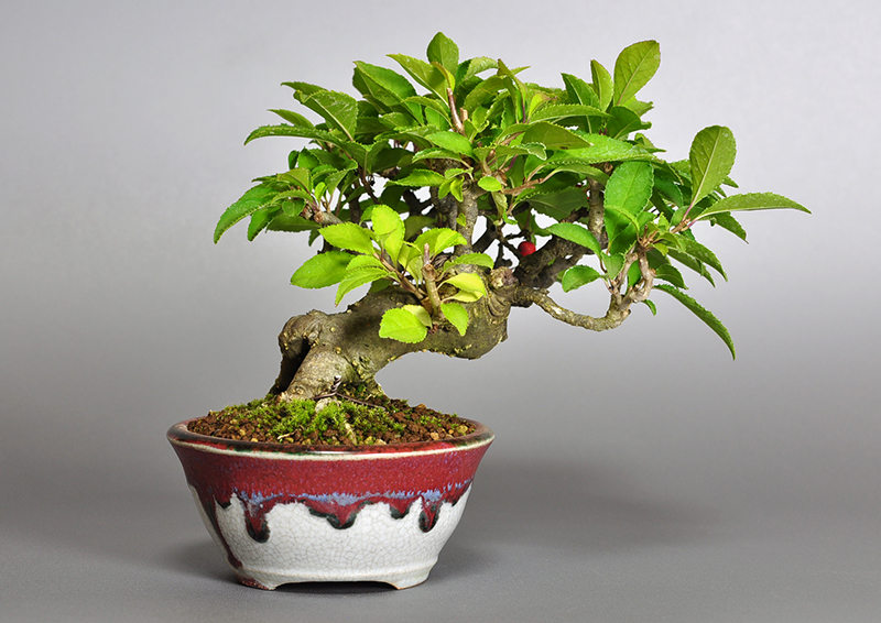 ウメモドキY-5（うめもどき・梅擬）実もの盆栽を裏側から見た景色・Ilex serrata bonsai photo