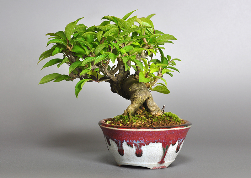 ウメモドキY-5（うめもどき・梅擬）実もの盆栽を右側から見た景色・Ilex serrata bonsai photo