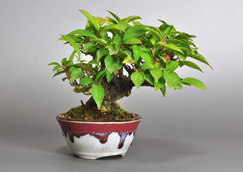 ウメモドキY-5（うめもどき・梅擬）実もの盆栽を左側から見た景色・Ilex serrata bonsai photo
