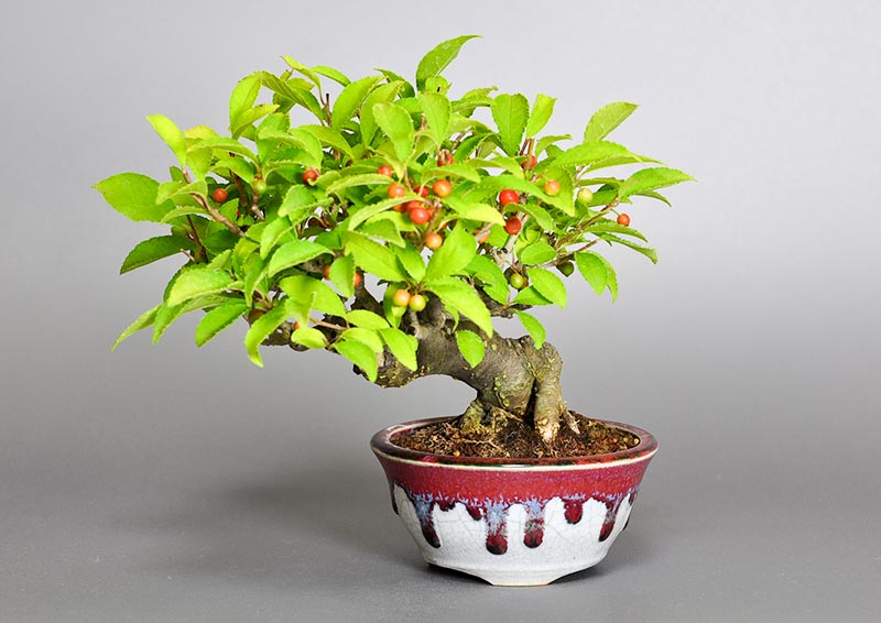 ウメモドキY（うめもどき・梅擬）実もの盆栽の販売と育て方・作り方・Ilex serrata bonsai photo