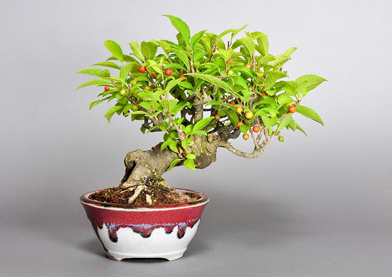 ウメモドキY（うめもどき・梅擬）実もの盆栽を裏側から見た景色・Ilex serrata bonsai photo