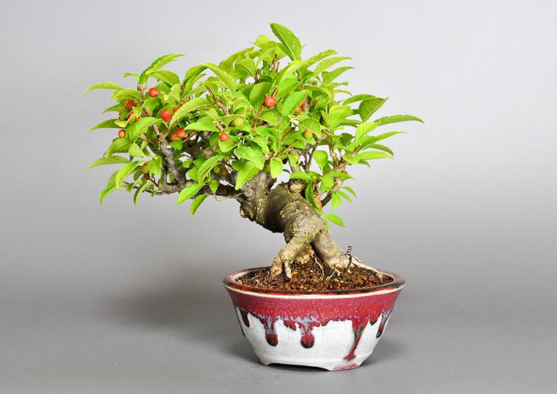 ウメモドキY（うめもどき・梅擬）実もの盆栽を右側から見た景色・Ilex serrata bonsai photo