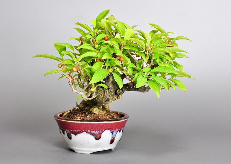 ウメモドキY（うめもどき・梅擬）実もの盆栽を左側から見た景色・Ilex serrata bonsai photo