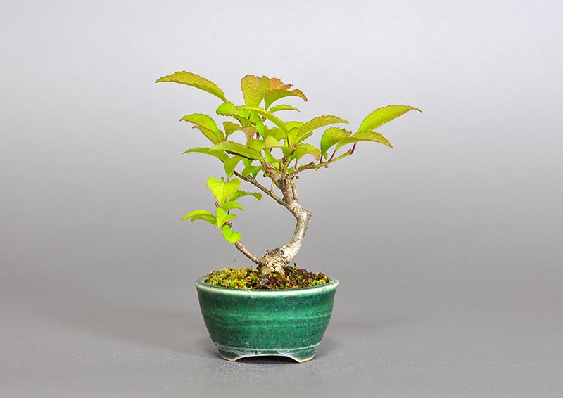 ウメモドキ-Z1（うめもどき・梅擬）実もの盆栽の販売と育て方・作り方・Ilex serrata bonsai