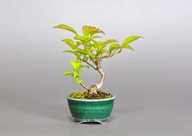 ウメモドキ-Z1（梅擬盆栽）Ilex serrata bonsaiの販売・通販店｜Bonsai trees Shop