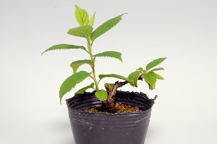 ユスラウメB（ゆすらうめ・山桜桃）実もの盆栽の販売と育て方・作り方・Prunus tomentosa bonsai bonsai
