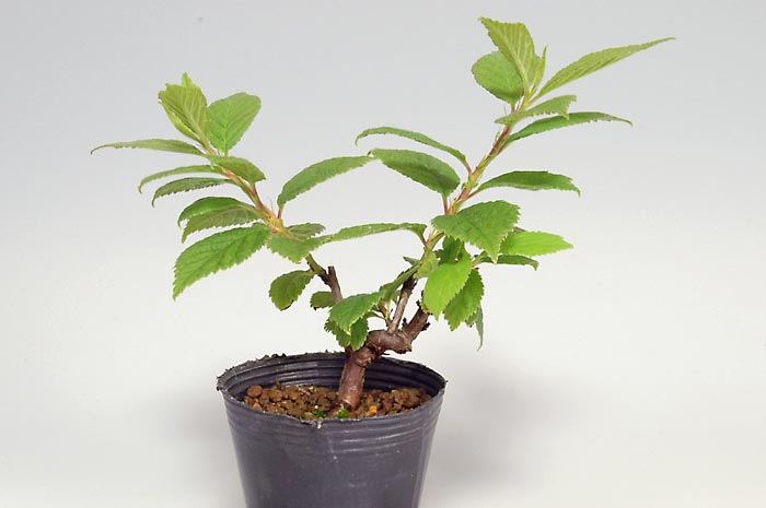 ユスラウメC（ゆすらうめ・山桜桃）実もの盆栽の販売と育て方・作り方・Prunus tomentosa bonsai bonsai