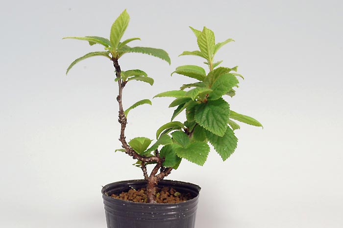 ユスラウメD（ゆすらうめ・山桜桃）実もの盆栽の販売と育て方・作り方・Prunus tomentosa bonsai bonsai