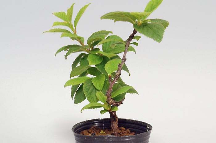 盆栽・ユスラウメD（ゆすらうめ・山桜桃）実もの盆栽を左側から見た景色・Prunus tomentosa bonsai bonsai