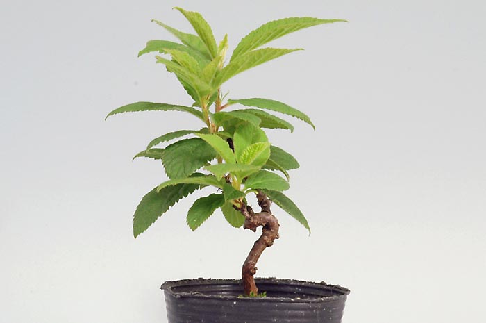 盆栽・ユスラウメE（ゆすらうめ・山桜桃）実もの盆栽を左側から見た景色・Prunus tomentosa bonsai bonsai