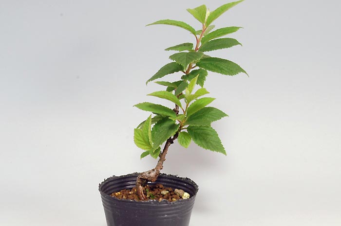 ユスラウメF（ゆすらうめ・山桜桃）実もの盆栽の販売と育て方・作り方・Prunus tomentosa bonsai bonsai