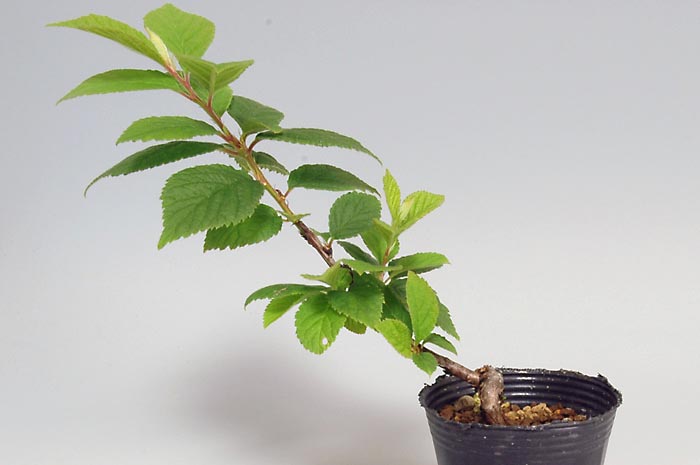 盆栽・ユスラウメF（ゆすらうめ・山桜桃）実もの盆栽を左側から見た景色・Prunus tomentosa bonsai bonsai