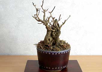 ザクロA（ざくろ・柘榴）ミニ盆栽の成長記録-1・Punica granatum bonsaiphoto
